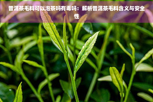 普洱茶毛料可以泡茶吗有吗：解析普洱茶毛料含义与安全性