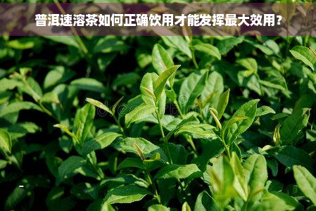 普洱速溶茶如何正确饮用才能发挥更大效用？