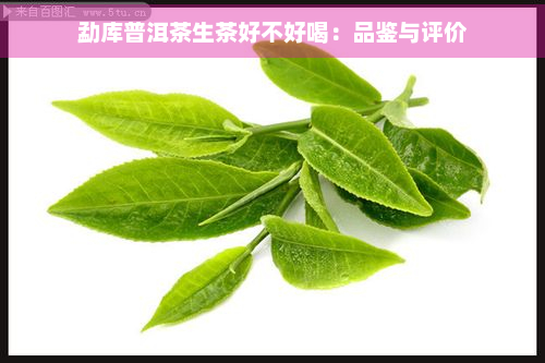 勐库普洱茶生茶好不好喝：品鉴与评价