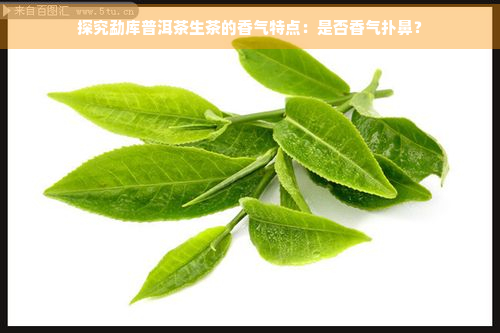 探究勐库普洱茶生茶的香气特点：是否香气扑鼻？