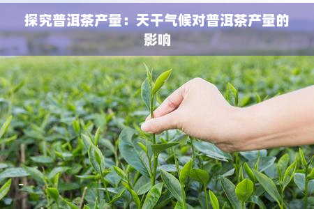 探究普洱茶产量：天干气候对普洱茶产量的影响