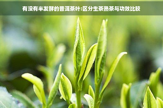 有没有半发酵的普洱茶叶:区分生茶熟茶与功效比较