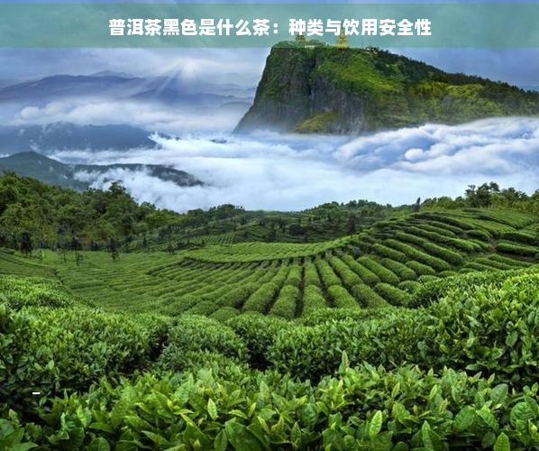 普洱茶黑色是什么茶：种类与饮用安全性