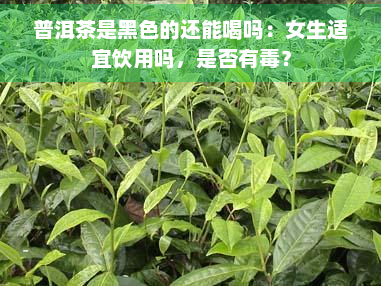 普洱茶是黑色的还能喝吗：女生适宜饮用吗，是否有？