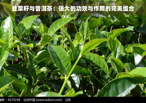 韭菜籽与普洱茶：强大的功效与作用的完美组合