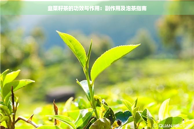 韭菜籽茶的功效与作用：副作用及泡茶指南