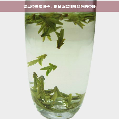 普洱茶与碎银子：揭秘两款独具特色的茶叶