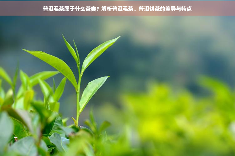 普洱毛茶属于什么茶类？解析普洱毛茶、普洱饼茶的差异与特点