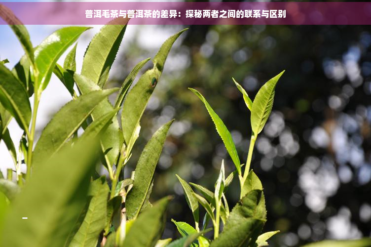 普洱毛茶与普洱茶的差异：探秘两者之间的联系与区别