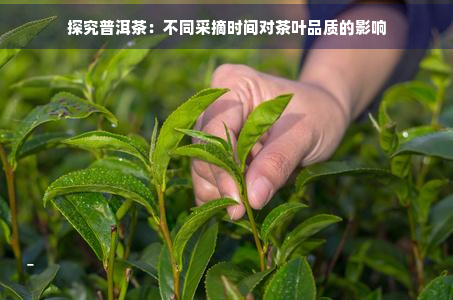 探究普洱茶：不同采摘时间对茶叶品质的影响