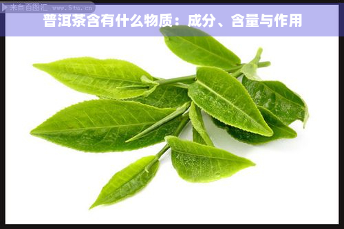 普洱茶含有什么物质：成分、含量与作用