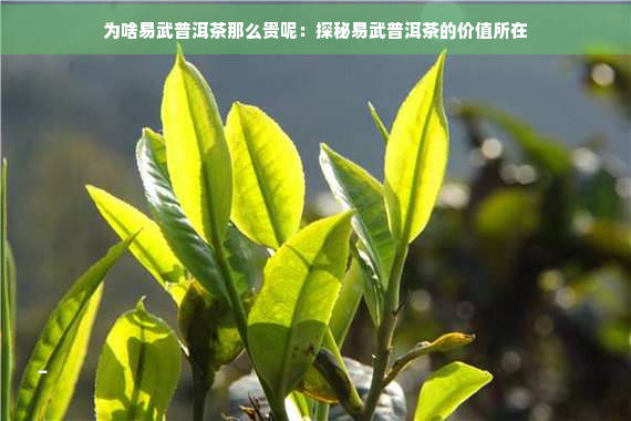 为啥易武普洱茶那么贵呢：探秘易武普洱茶的价值所在