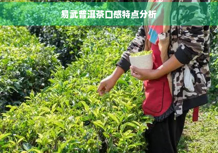 易武普洱茶口感特点分析