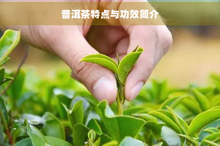 普洱茶特点与功效简介