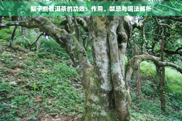 梨子煮普洱茶的功效：作用、禁忌与喝法解析