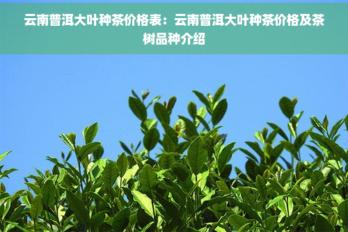 云南普洱大叶种茶价格表：云南普洱大叶种茶价格及茶树品种介绍