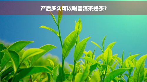 产后多久可以喝普洱茶熟茶？