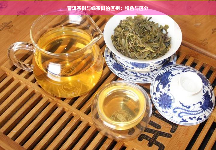 普洱茶树与绿茶树的区别：特色与区分