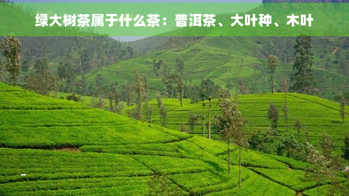 绿大树茶属于什么茶：普洱茶、大叶种、木叶