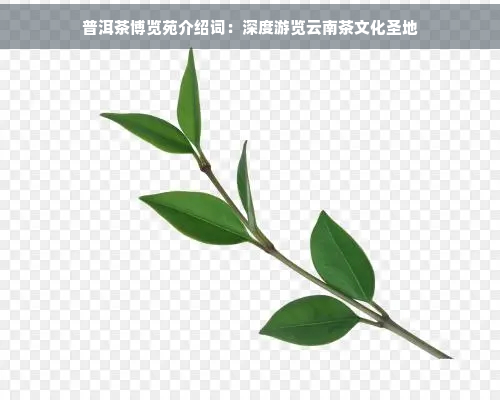 普洱茶博览苑介绍词：深度游览云南茶文化圣地