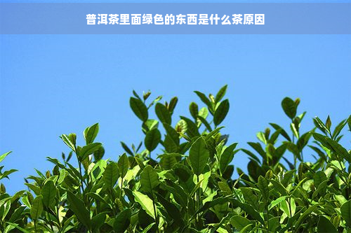 普洱茶里面绿色的东西是什么茶原因