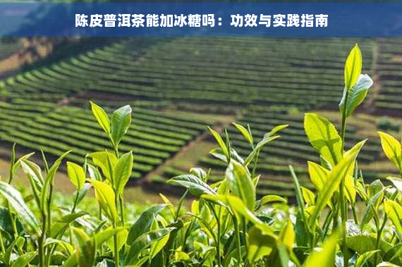 陈皮普洱茶能加冰糖吗：功效与实践指南