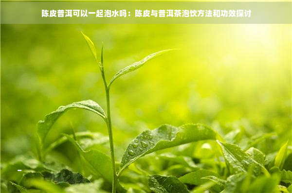 陈皮普洱可以一起泡水吗：陈皮与普洱茶泡饮方法和功效探讨