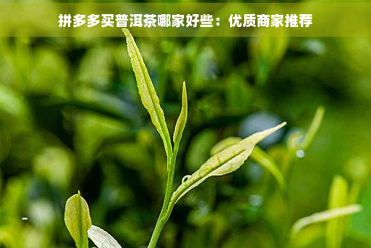 拼多多买普洱茶哪家好些：优质商家推荐