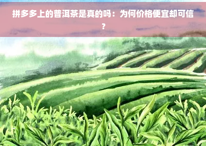 拼多多上的普洱茶是真的吗：为何价格便宜却可信？