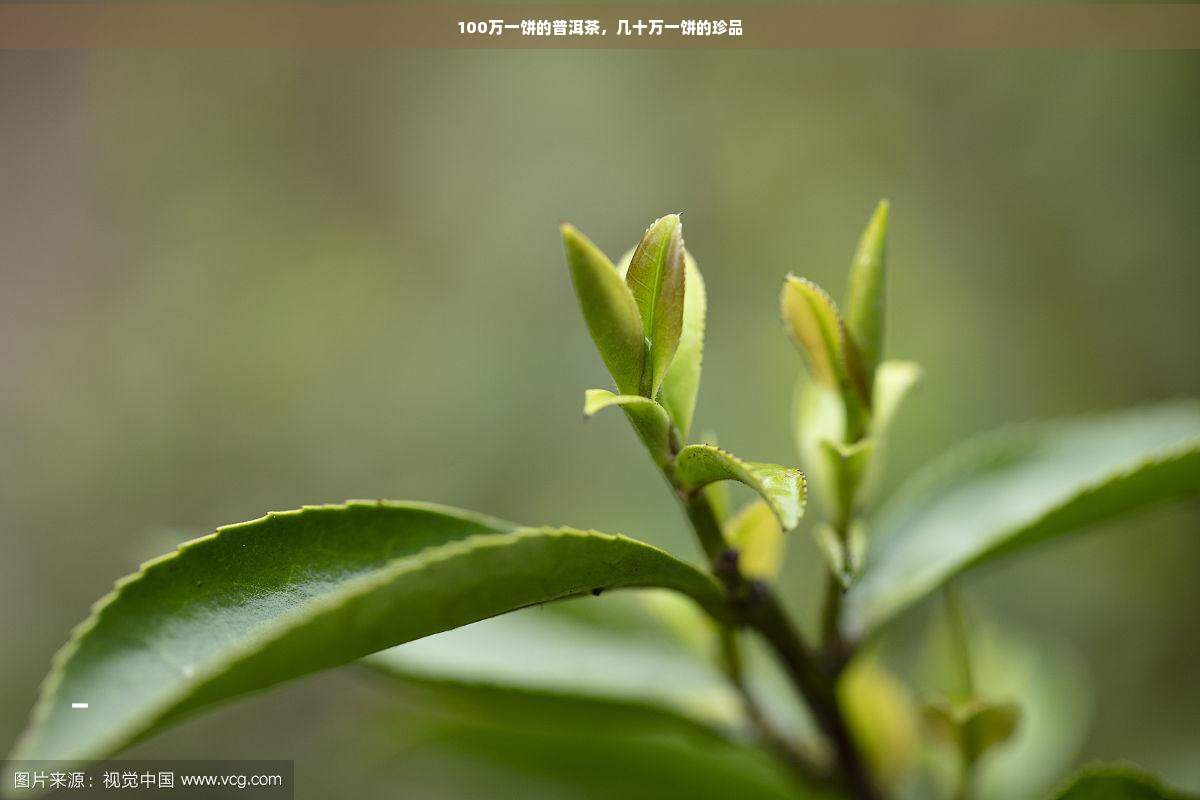 100万一饼的普洱茶，几十万一饼的珍品