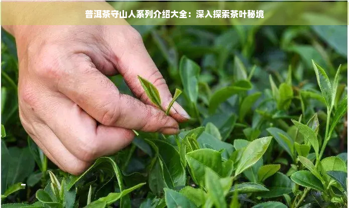 普洱茶守山人系列介绍大全：深入探索茶叶秘境