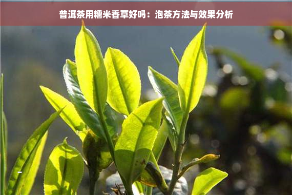 普洱茶用糯米香草好吗：泡茶方法与效果分析