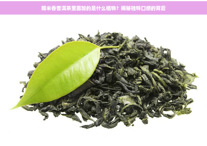 糯米香普洱茶里面加的是什么植物？揭秘独特口感的背后