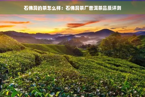 石佛洞的茶怎么样：石佛洞茶厂普洱茶品质评测