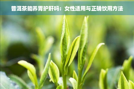 普洱茶能养胃护肝吗：女性适用与正确饮用方法