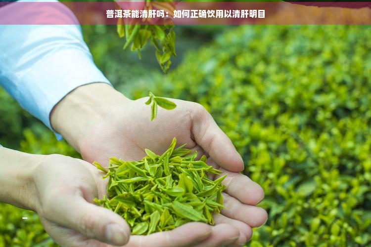 普洱茶能清肝吗：如何正确饮用以清肝明目