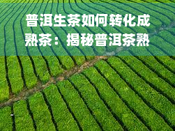 普洱生茶如何转化成熟茶：揭秘普洱茶熟化的过程