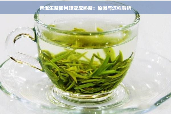 普洱生茶如何转变成熟茶：原因与过程解析