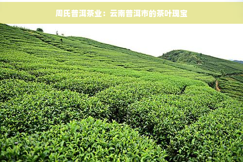 周氏普洱茶业：云南普洱市的茶叶瑰宝