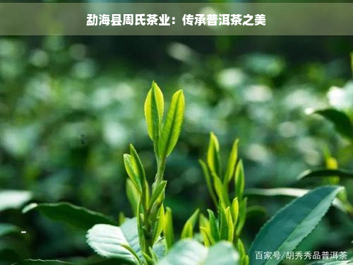 勐海县周氏茶业：传承普洱茶之美