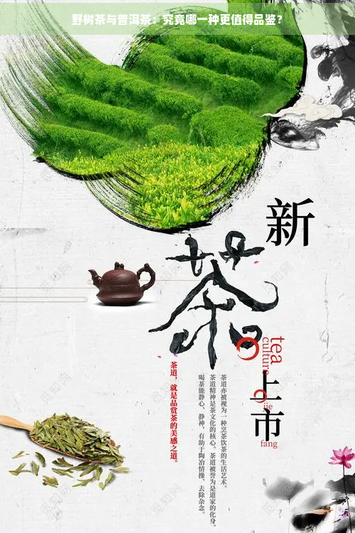 野树茶与普洱茶：究竟哪一种更值得品鉴？