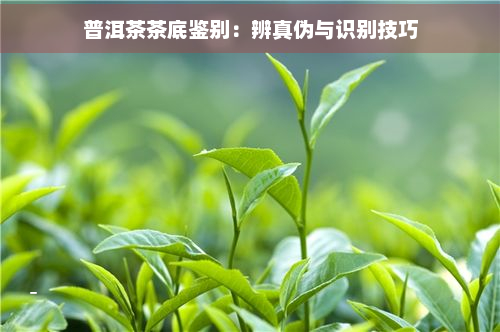 普洱茶茶底鉴别：辨真伪与识别技巧