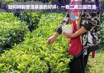 如何辨别普洱茶底的好坏：一看二闻三品四泡