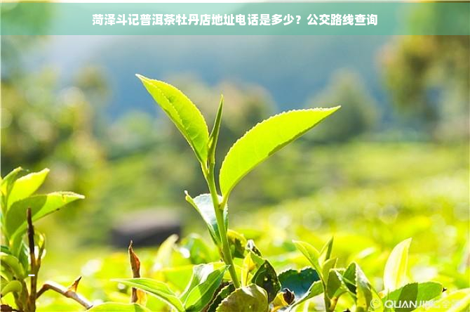 菏泽斗记普洱茶牡丹店地址电话是多少？公交路线查询