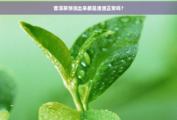 普洱茶饼泡出来都是渣渣正常吗？