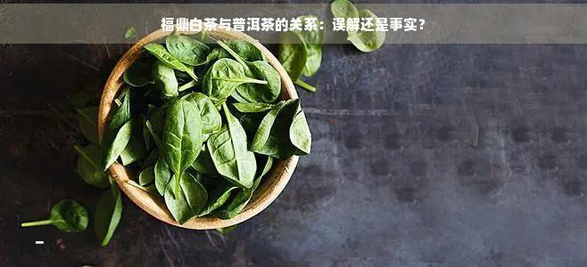 福鼎白茶与普洱茶的关系：误解还是事实？