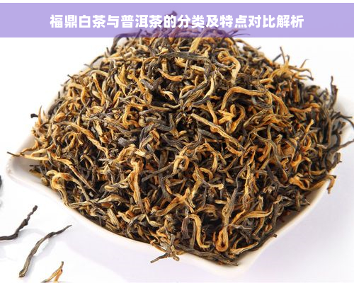 福鼎白茶与普洱茶的分类及特点对比解析