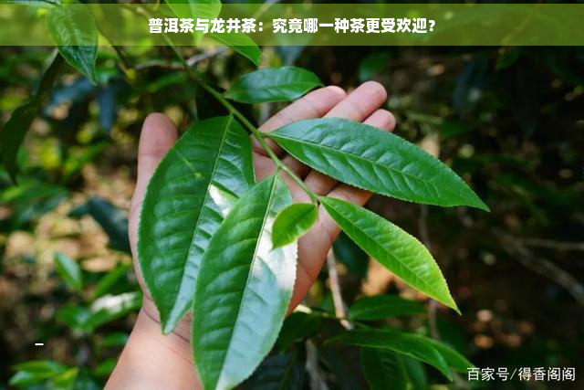 普洱茶与龙井茶：究竟哪一种茶更受欢迎？