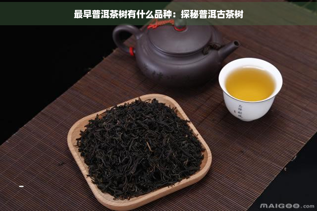 最早普洱茶树有什么品种：探秘普洱古茶树