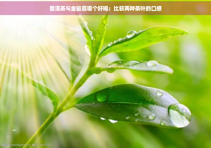 普洱茶与金骏眉哪个好喝：比较两种茶叶的口感